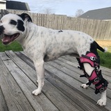 Entry image for Caddin (pronounced Kay-den)