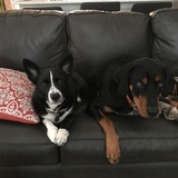 Entry image for Freedom and Jasper