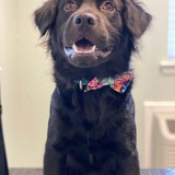 Entry image for Pete