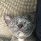 Entry image for Minnow