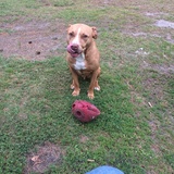 Entry image for Diesel