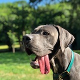 Entry image for Ashe