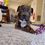 Entry image for Rufio