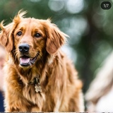 Entry image for Rusty