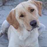 Entry image for Cooper