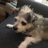 Entry image for Gidget