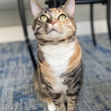 Entry image for Luna