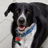 Entry image for Buddy