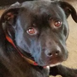 Entry image for Wall-E