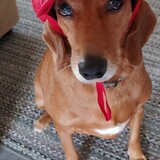 Entry image for Duckie