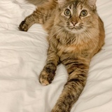 Entry image for Sansa