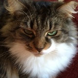 Entry image for Mona