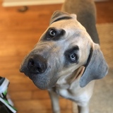 Entry image for Maddux