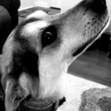 Entry image for Yoda