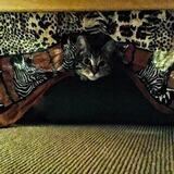 Entry image for Stella