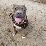 Entry image for Zinnia 