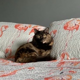 Entry image for Dali