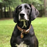 Entry image for Stella