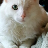 Entry image for One-Eyed Jack