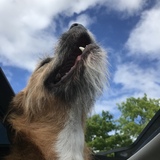 Entry image for Elton