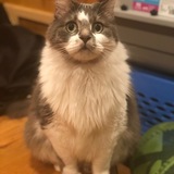 Entry image for Gizmo