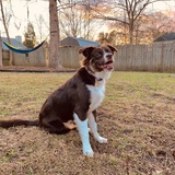 Entry image for Nala