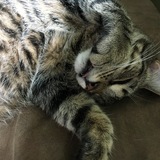 Entry image for Street Cat