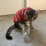 Entry image for Clark W. Griswald