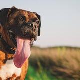 Entry image for Aries