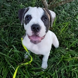 Entry image for Lady Stella Rose