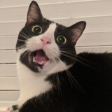 Entry image for Maggie