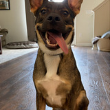 Entry image for Ryder