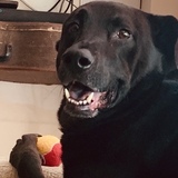 Entry image for Chumlee