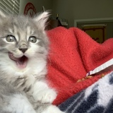 Entry image for Charlie