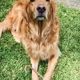 Entry image for Carabelli