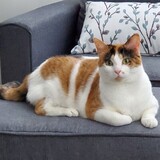 Entry image for Mister Kitty