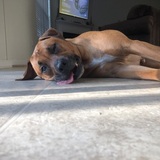 Entry image for Bodhi