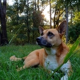 Entry image for Cricket