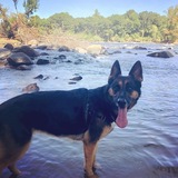 Entry image for Sadie 