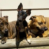 Entry image for Swipper