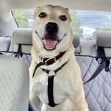 Entry image for Winston