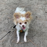 Entry image for Murphy 