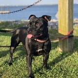 Entry image for Porkchop