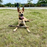 Entry image for Hawkeye