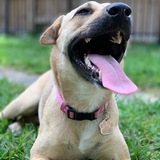 Entry image for Annie