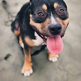 Entry image for Sadie Mae