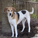 Entry image for Roscoe