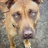 Entry image for Bella