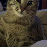 Entry image for Bubba