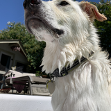 Entry image for GiGi